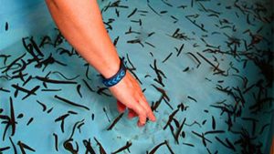 صنعت پرورش آبزیان‌