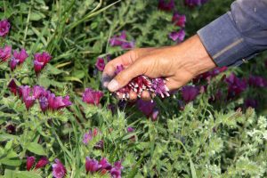 حوزه گیاهان دارویی